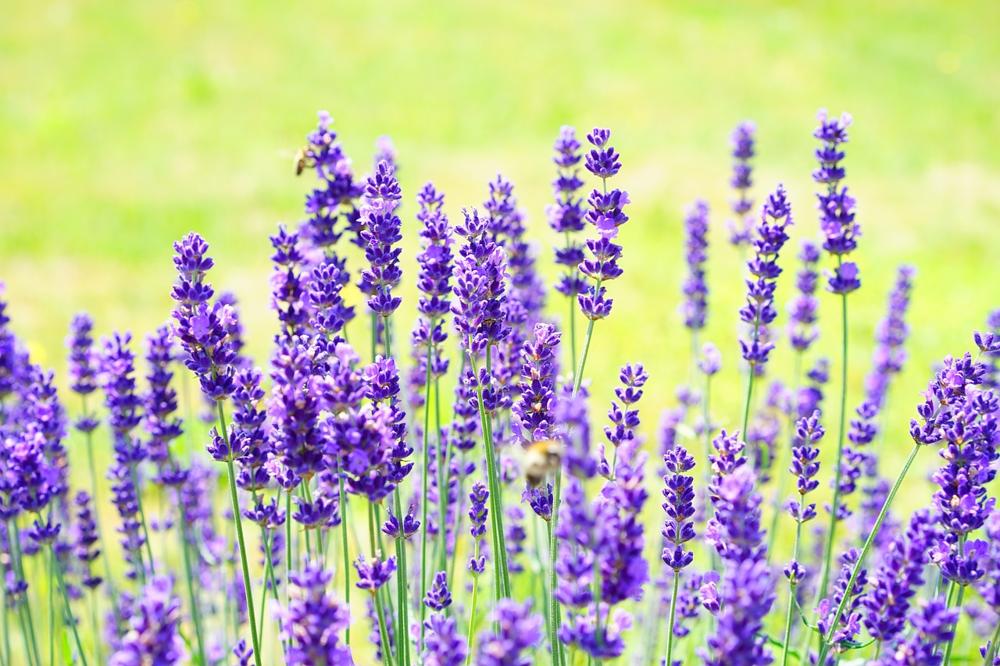 Aromatic herbs