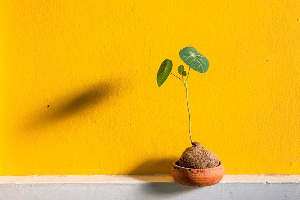 Wall decor